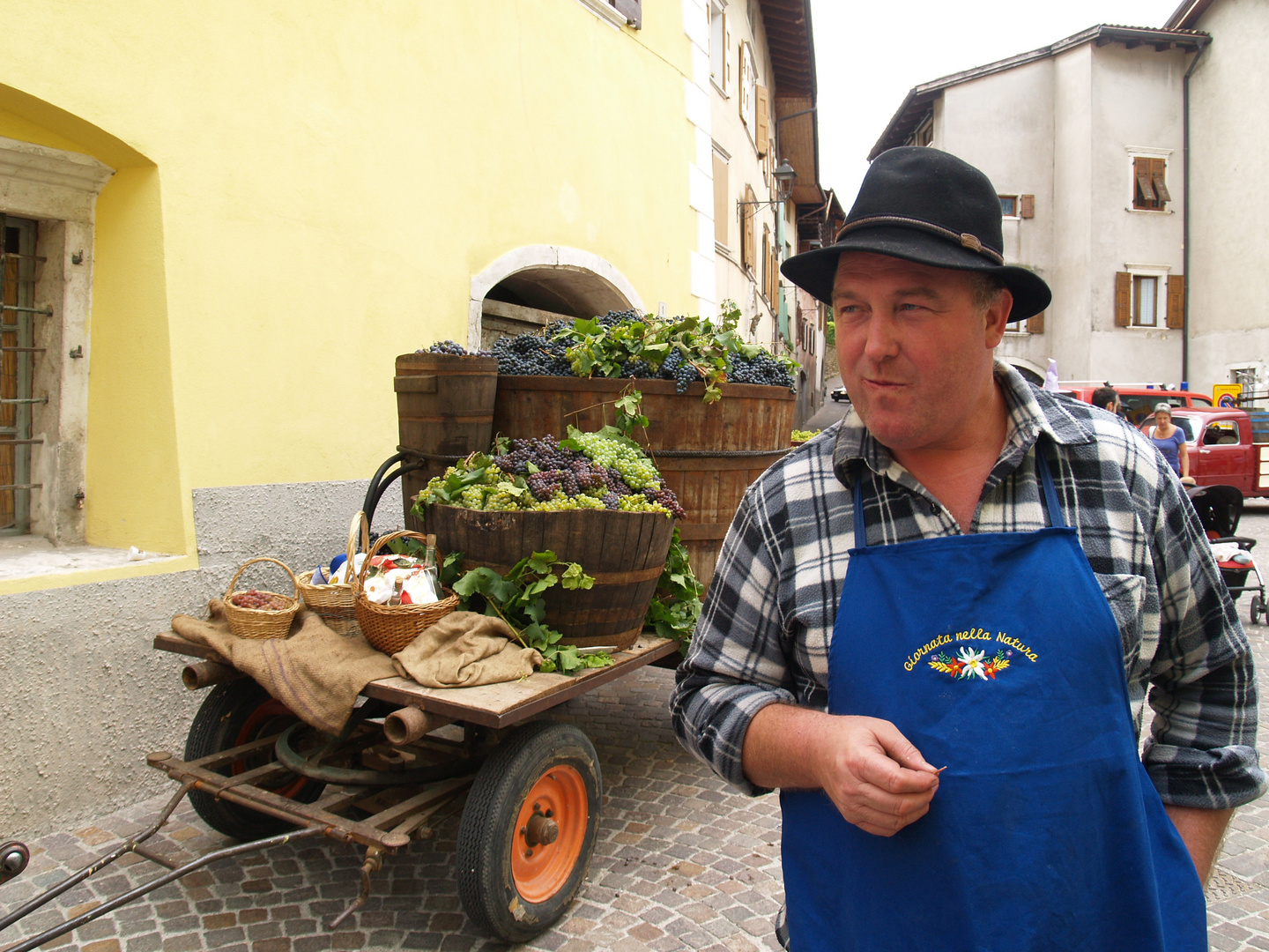 Vendemmia in Val Lagarina (TN)