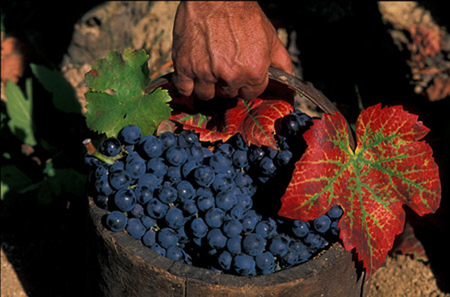 Vendemmia - Sardegna