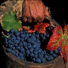 Vendemmia - Sardegna