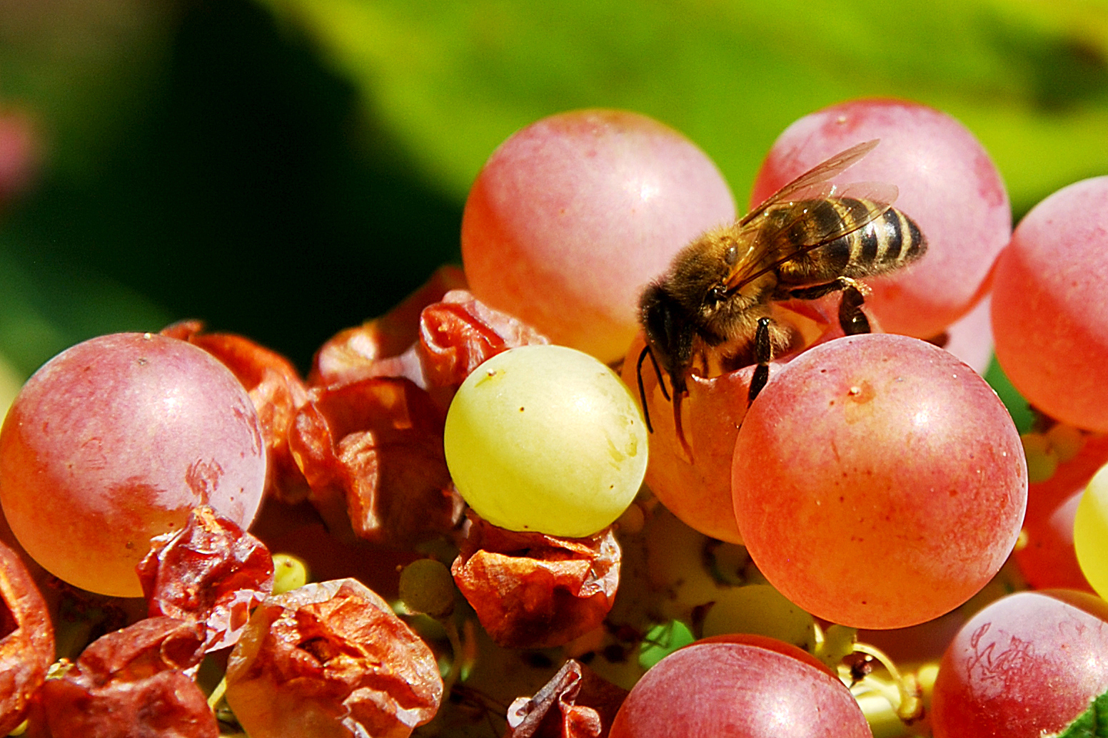 Vendimia de la Abeja,