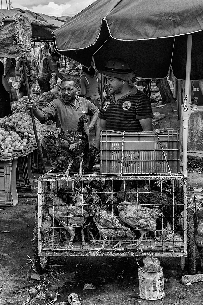 Venditori di galline