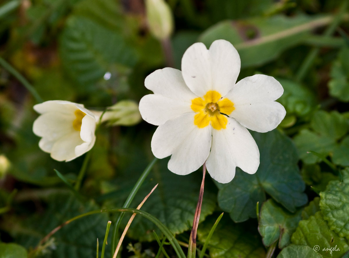 Vendrá la primavera....