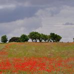 Vendrá la primavera