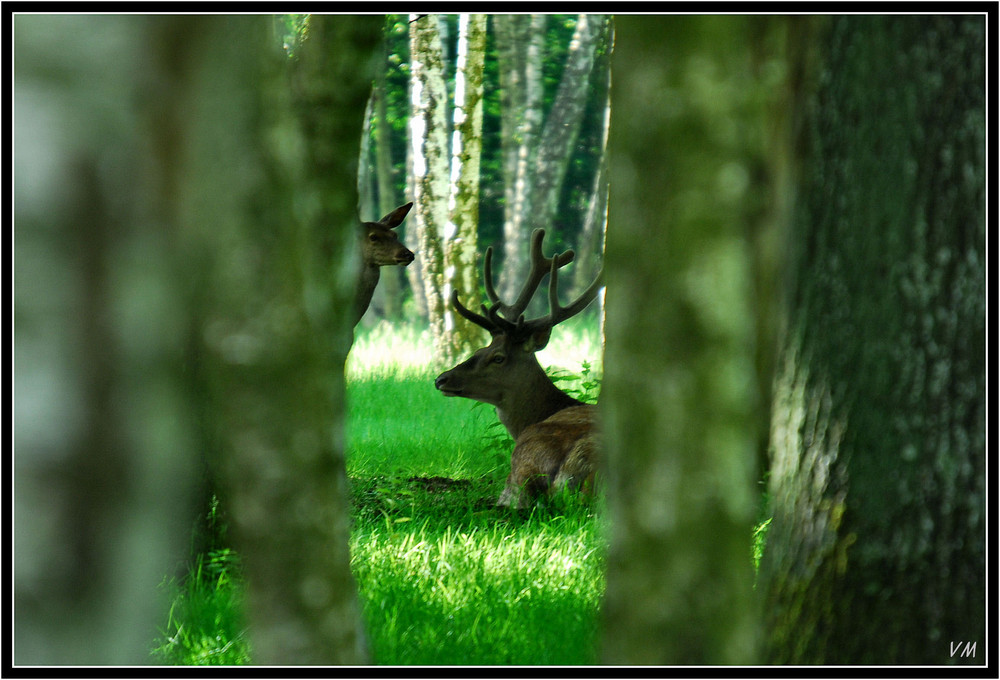 Vendredi matin en forêt de Rambouillet