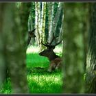 Vendredi matin en forêt de Rambouillet