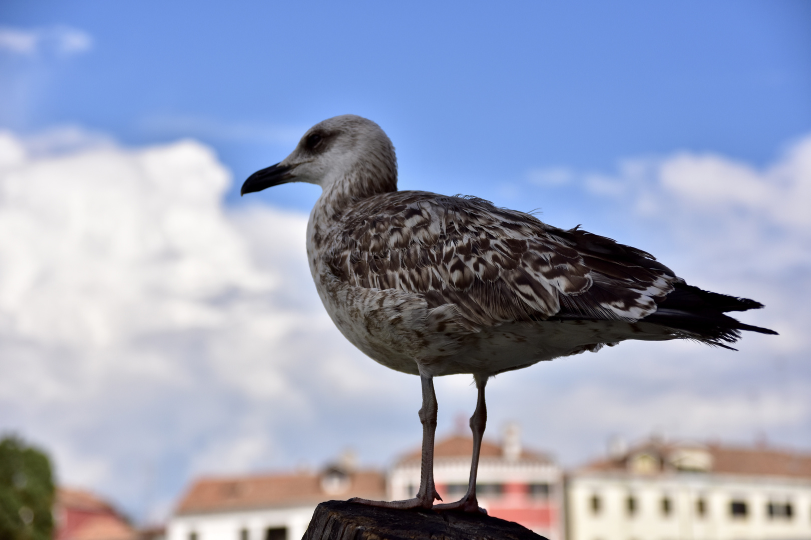 Venedig