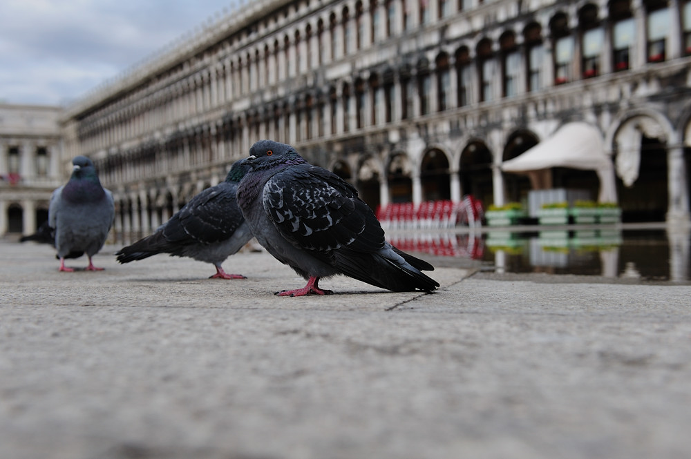 Venedig 2009 - IX - Markusplatz