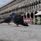 Venedig 2009 - IX - Markusplatz