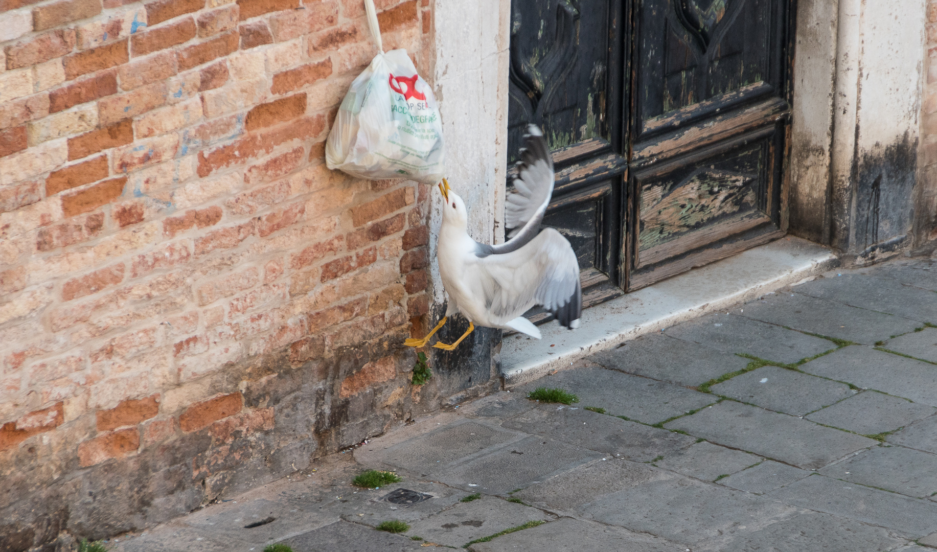 Venedig 2017 Campo Santa Maria Formosa