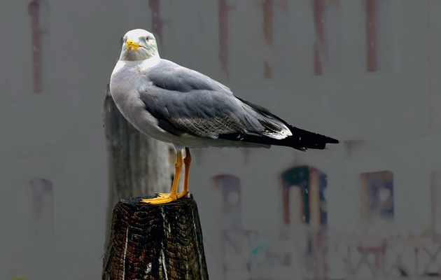 VENEDIG   - Am Fischmarkt -