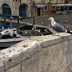 VENEDIG   - Chioggia  -