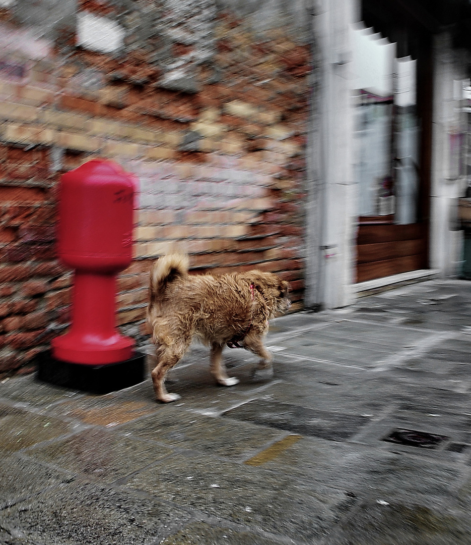 venedig hund