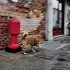 venedig hund