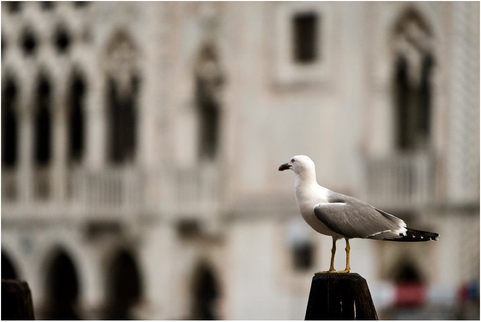 Venedig IX - Campo della Pescaria