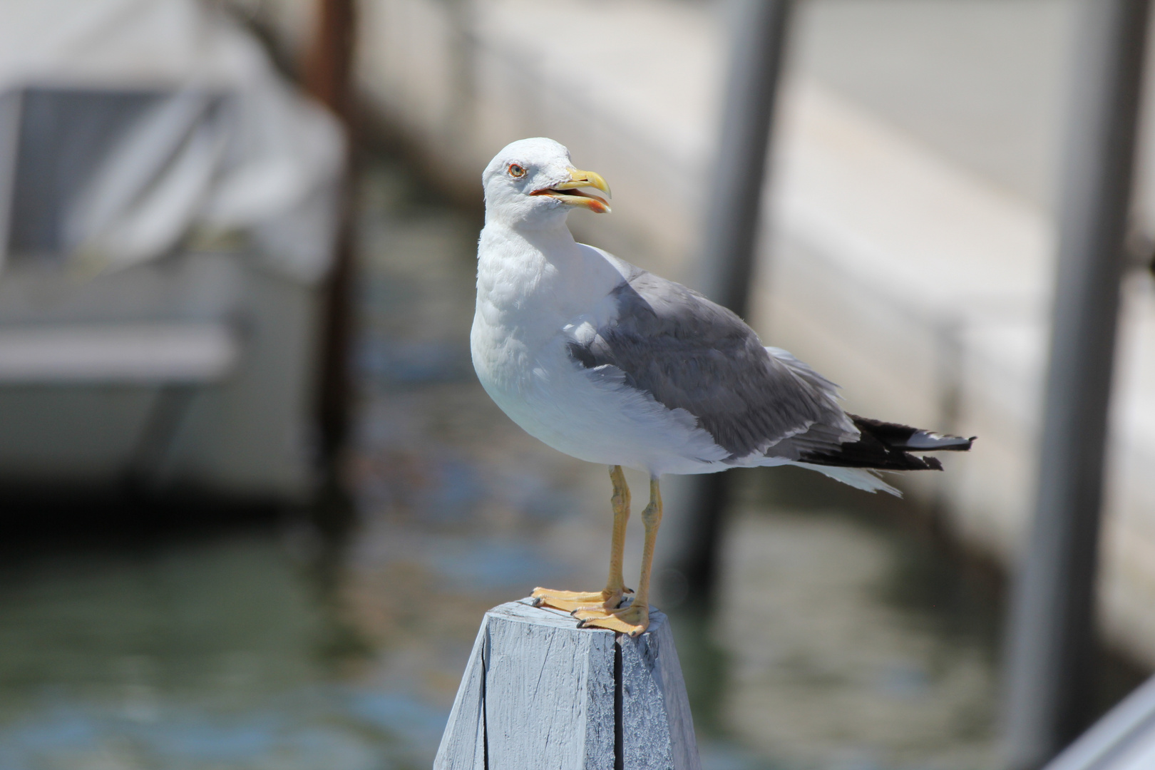 Venedig Möve