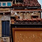 Venedig, Möven schön aber nicht beliebt