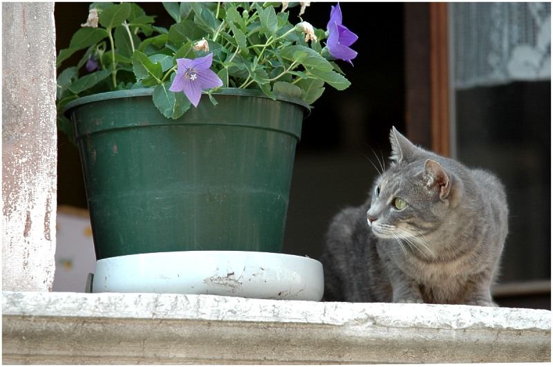 Venedig und die Katzen