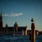 Venedig-Vogi-Knips-Bild