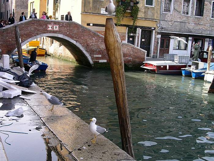 Venetian Fish Market