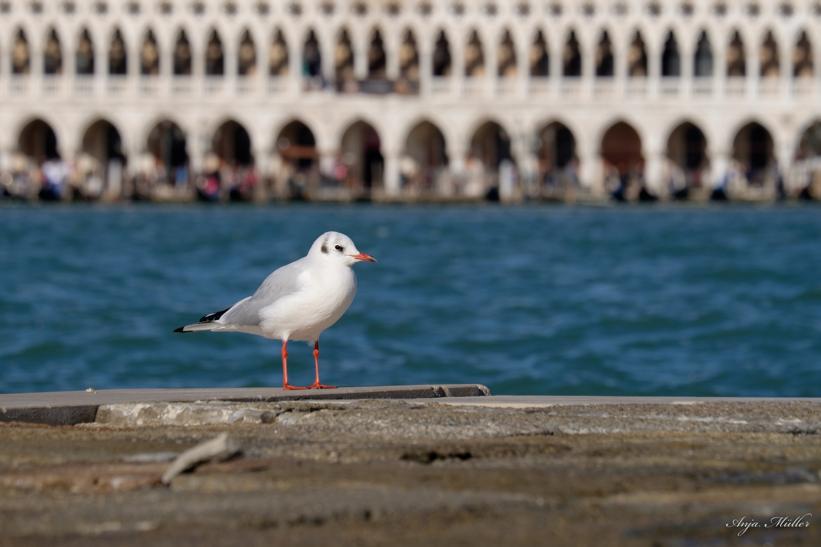 Venezianerin mit Flügeln