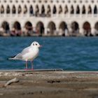 Venezianerin mit Flügeln