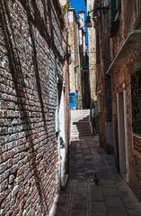 venezianische Gasse (Taube reloaded)