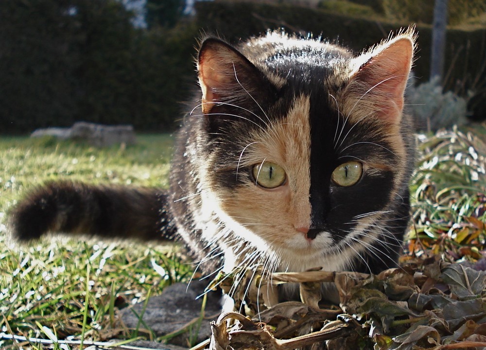 Venezianische Katzenmaskerade?!