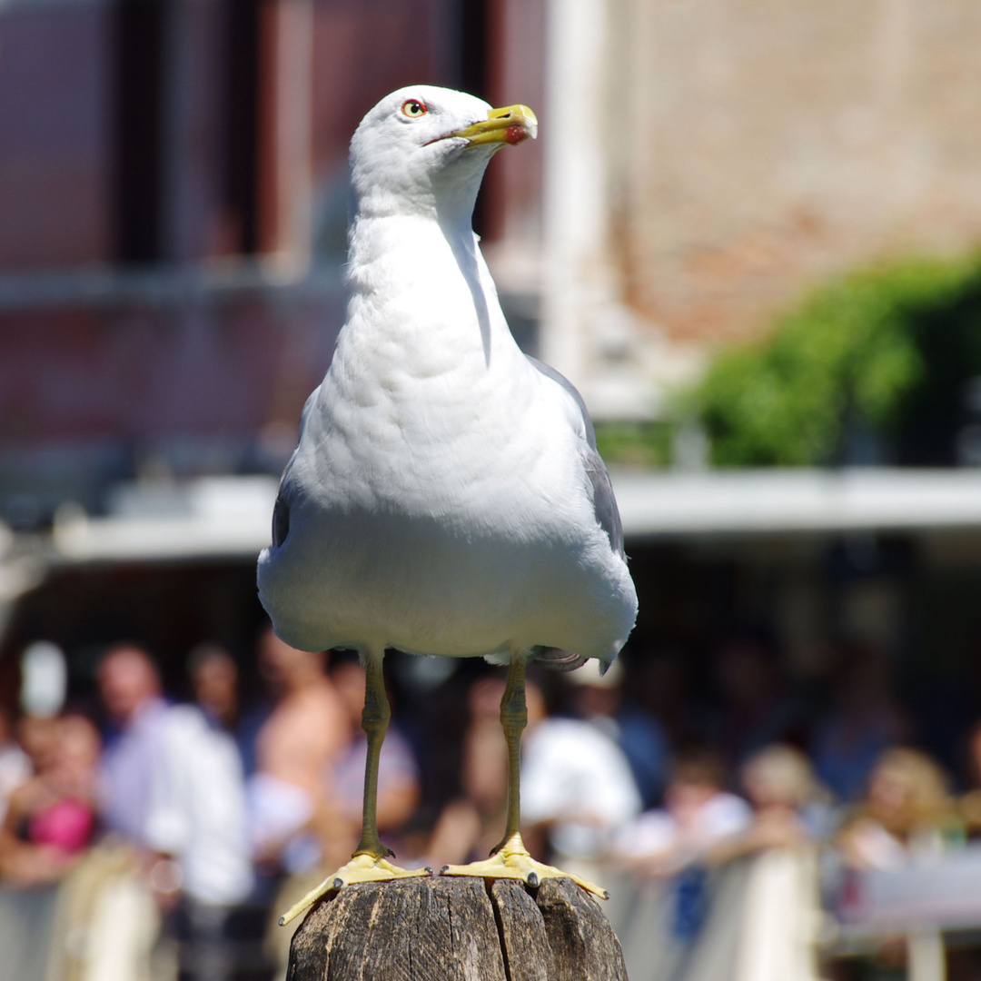 venezianische Möwe