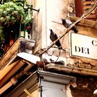 Venezianische Tauben