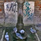 Venezianische Tauben beim kühlenden Bade