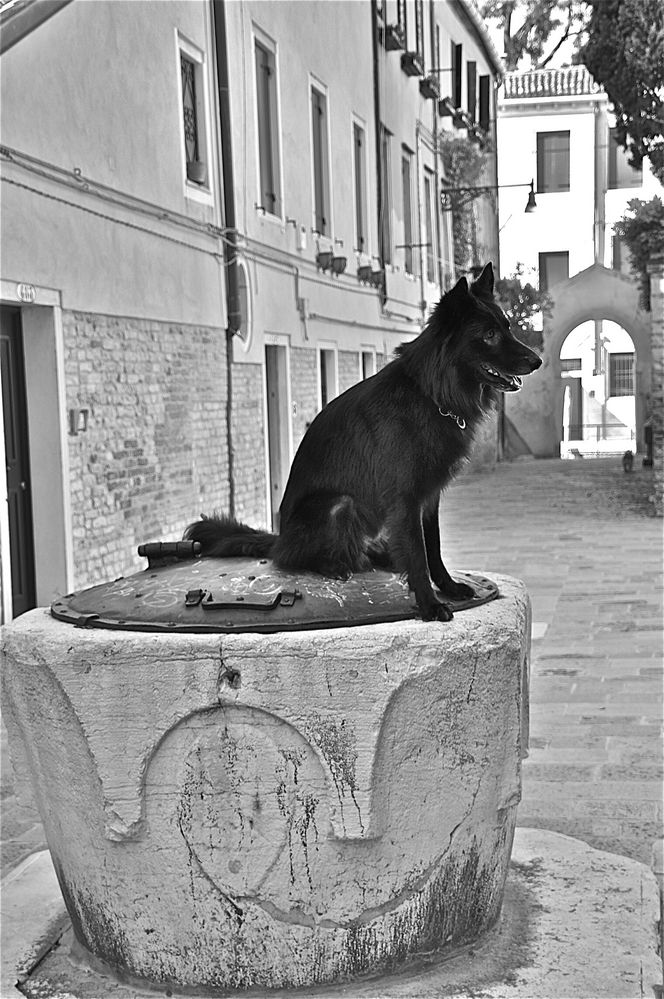 venezianischer brunnenhund