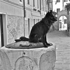 venezianischer brunnenhund