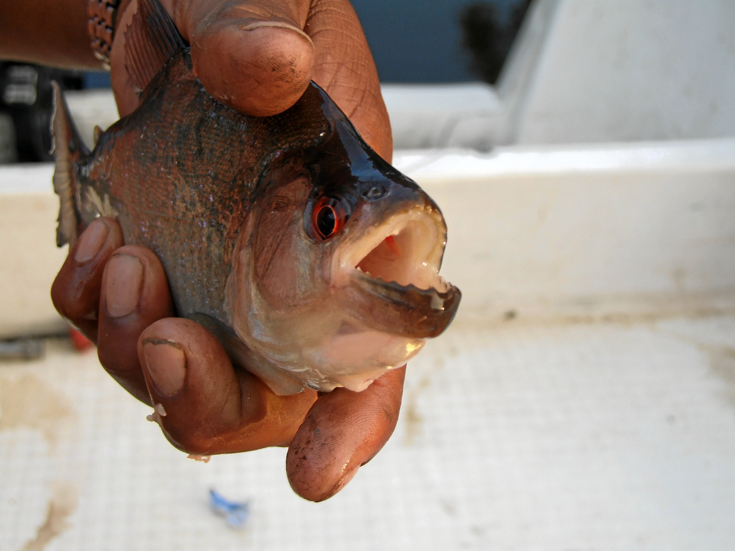 Venezuela 2007, Piranha angeln im Orinoco Delta