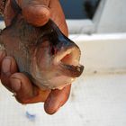 Venezuela 2007, Piranha angeln im Orinoco Delta