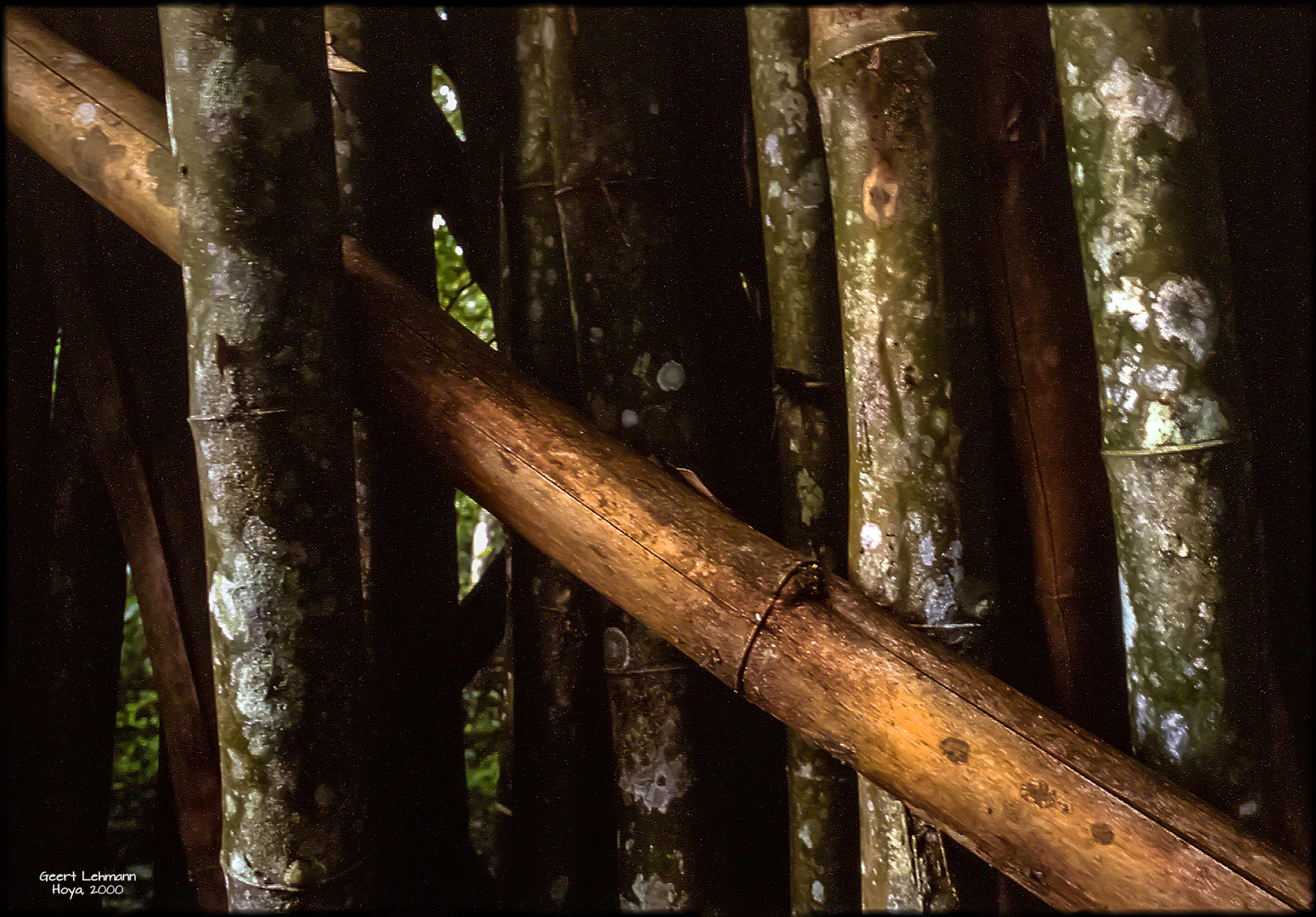 Venezuela_Bamboo