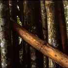 Venezuela_Bamboo