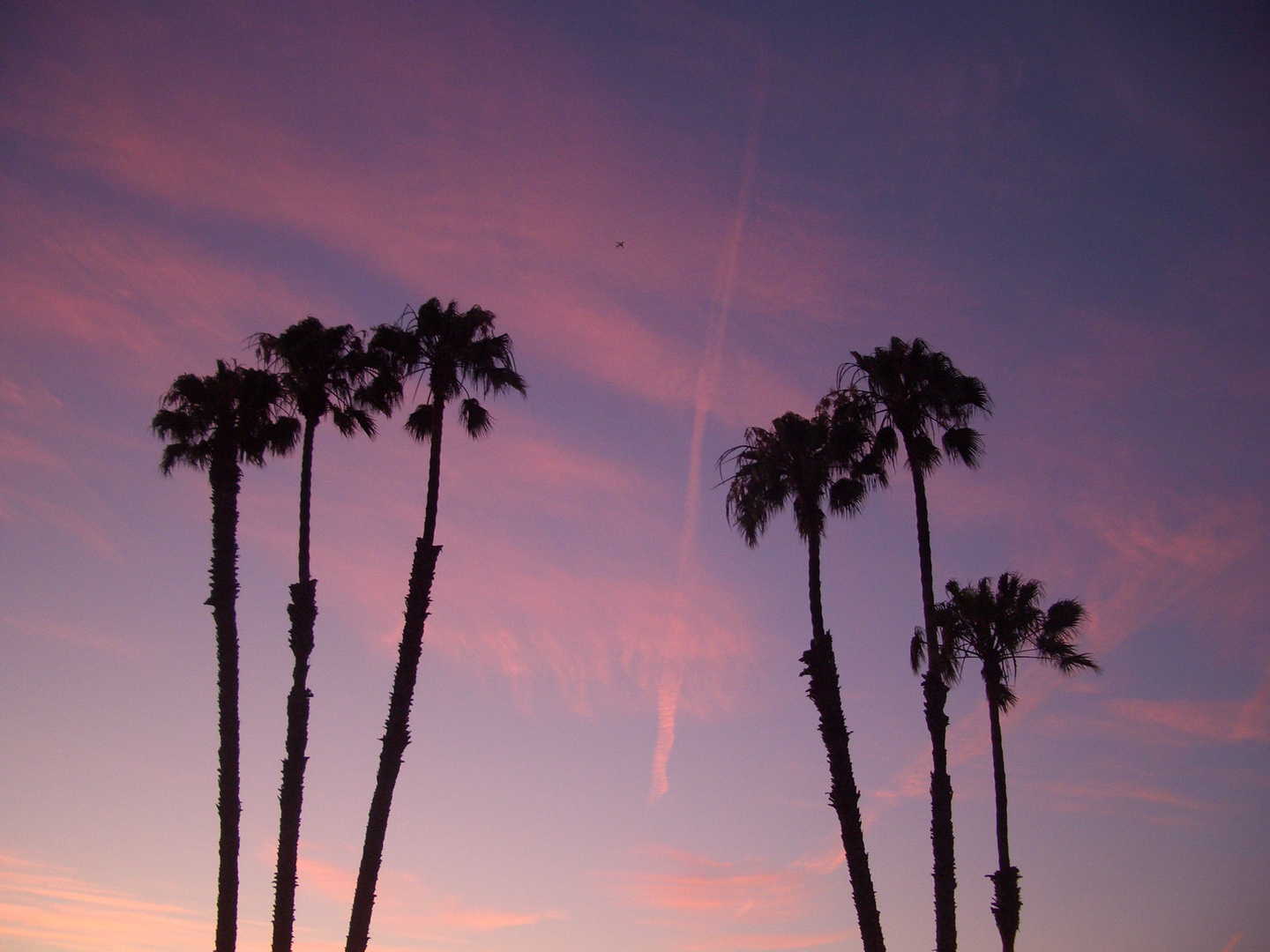 venice airplane