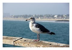 Venice Beach