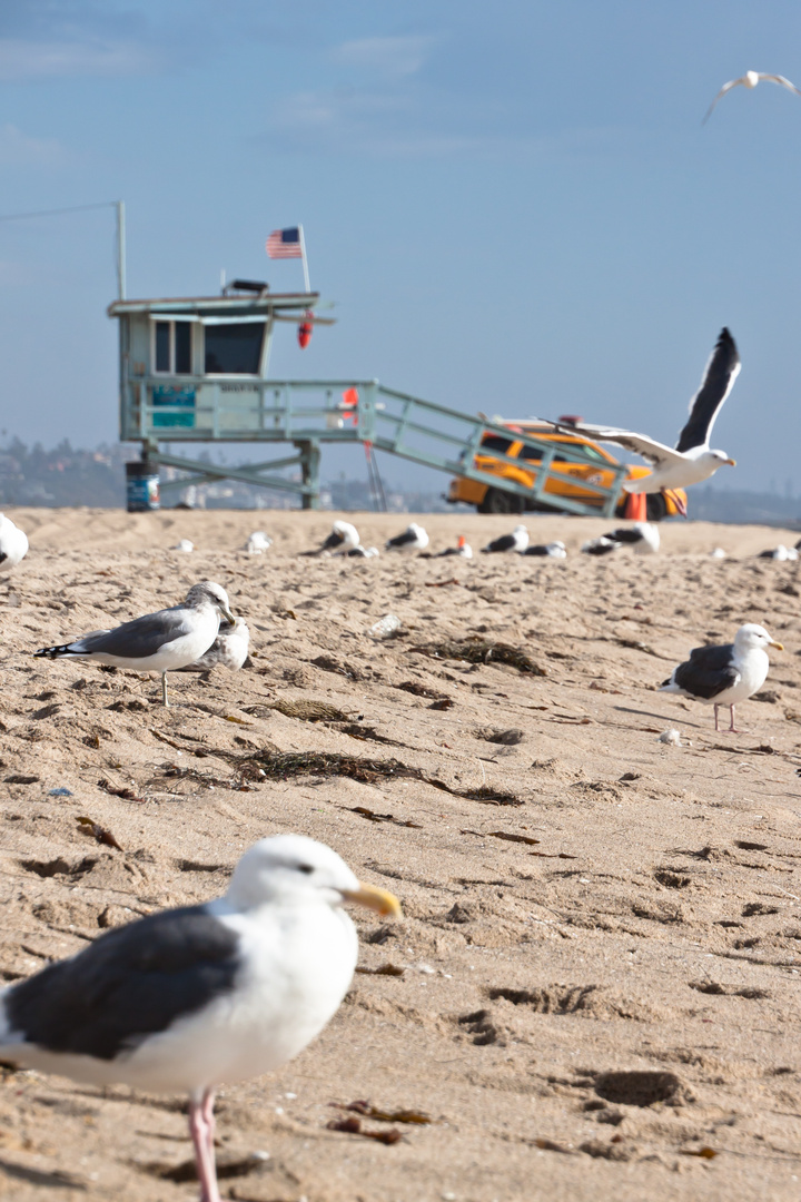 Venice Beach 1