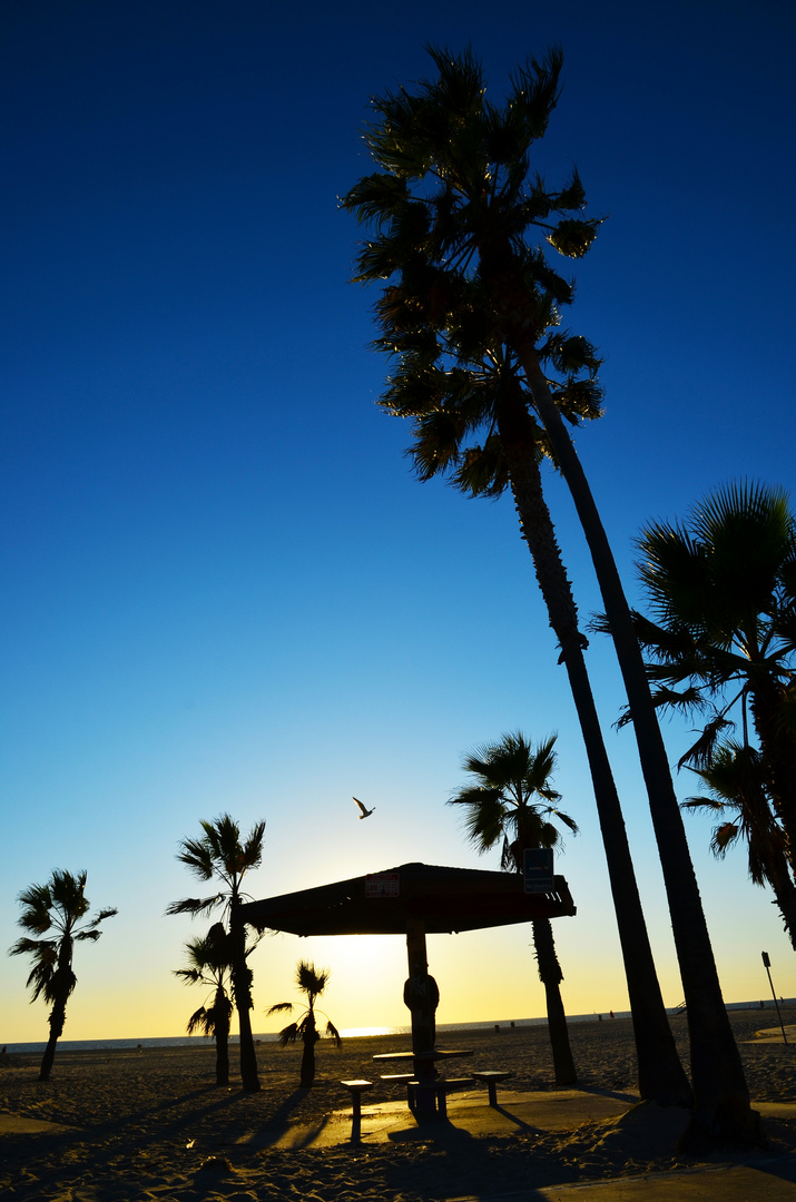 Venice Beach #7