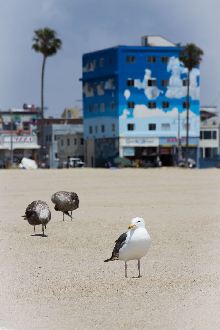 Venice Beach