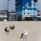 Venice Beach