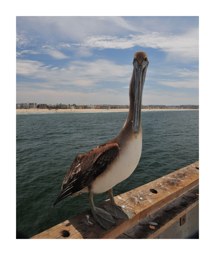 venice beach ...