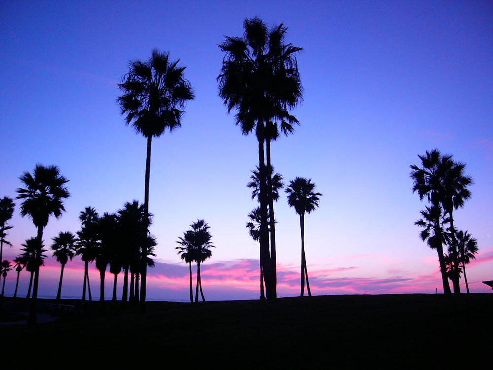 Venice Beach in Rosa