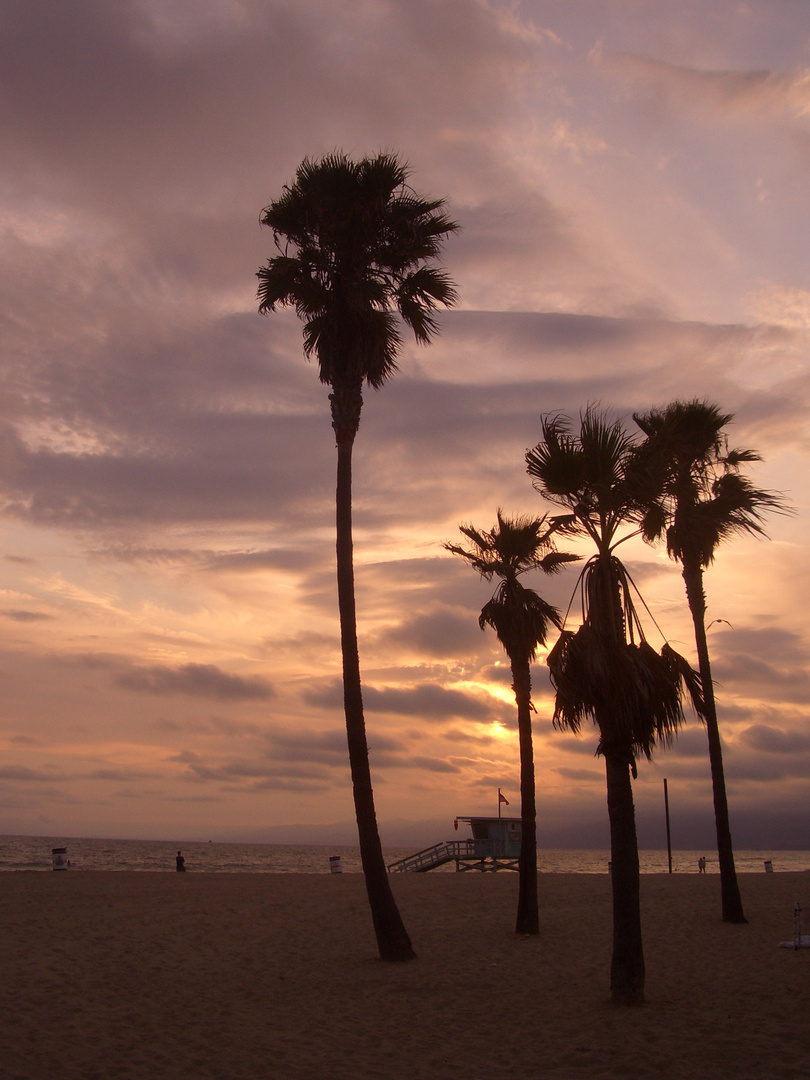 venice beach palms