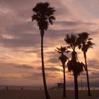 venice beach palms