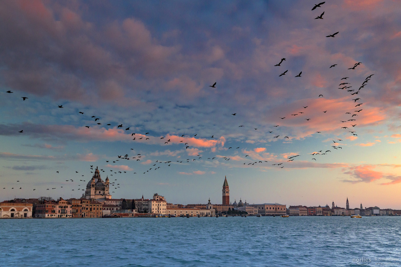 venice birds