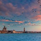 venice birds