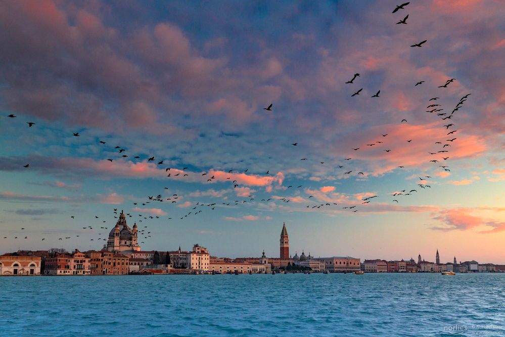 venice birds