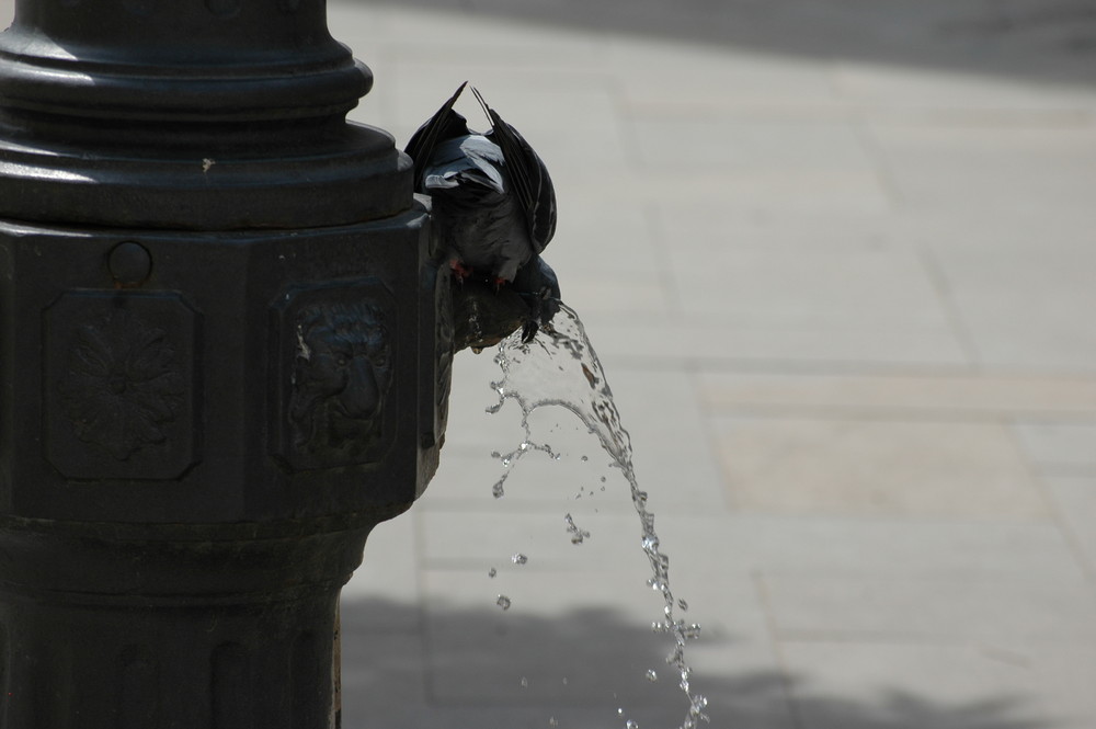 Venice, Fresh water and closed eyes